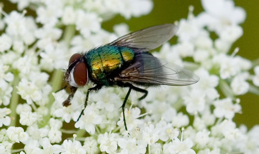 Green Fly on White Flowers