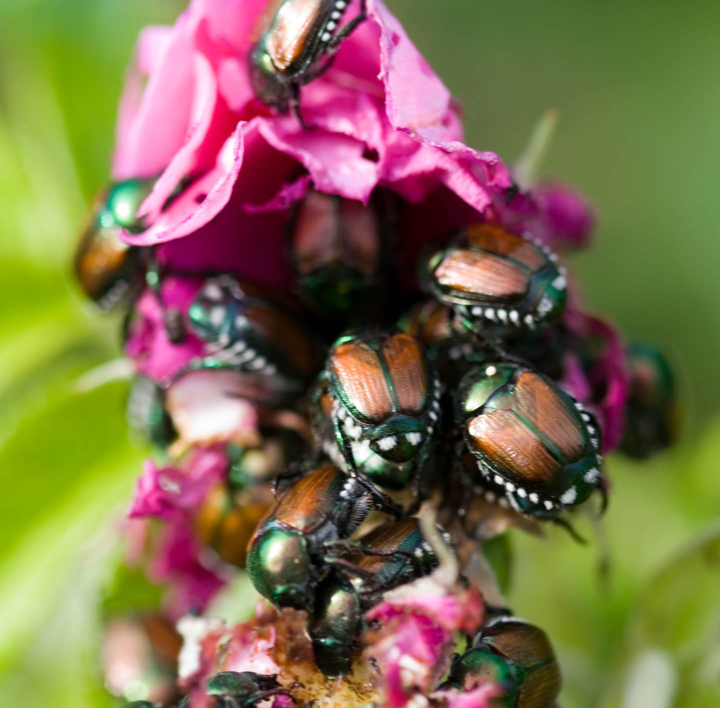 Beetles en masse