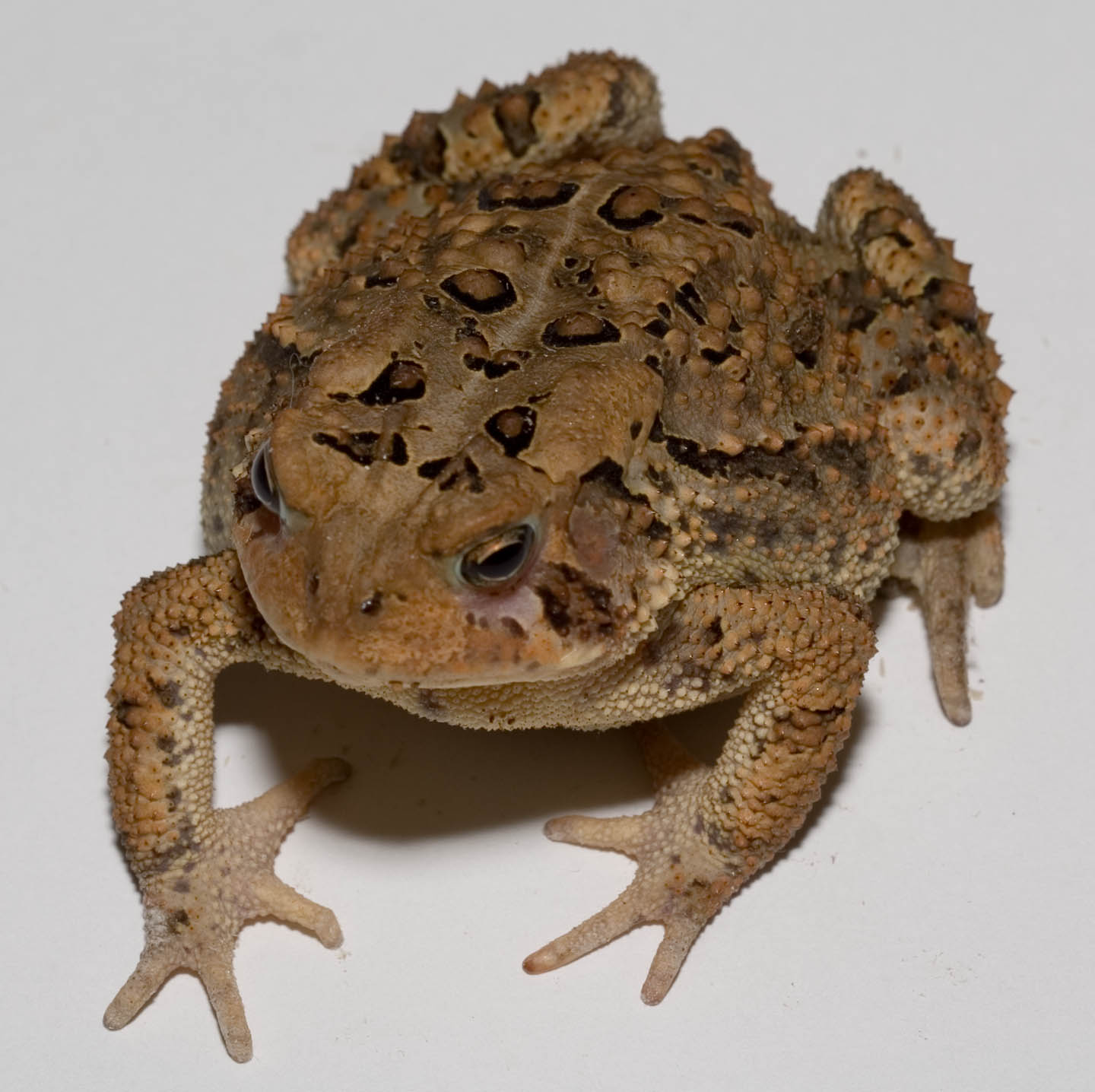 Toad on a piece of white paper