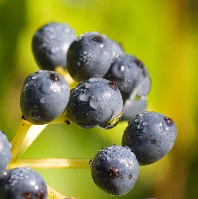 Blue Berries