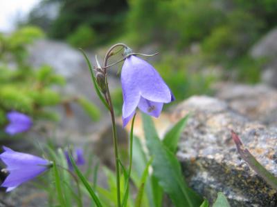 Great Head Hike Floral