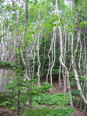 Great Head Hike Trees