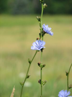 S2 IS - Blue Flowers