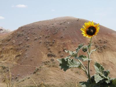 Beauty in the Badlands