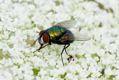 Green Fly on White Flowers