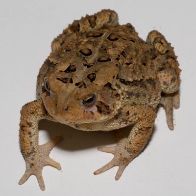 Toad on a piece of white paper