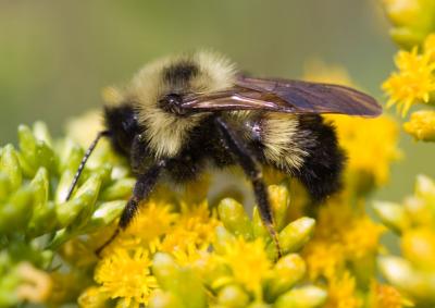 Mountain Bee