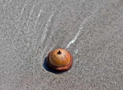 v3/62/582862/3/48995946.BeachedAcornWebsized.jpg