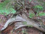 Great Head Hike Moose Stump