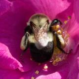 Bee rolling in flower