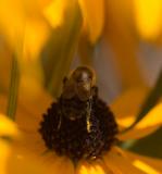 Bee in yellow cave