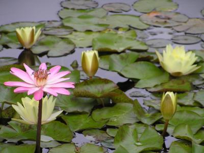 Searoses in botanical garden of Puerto de la Cruz.jpg