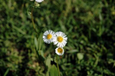 DSC_1815A.jpg