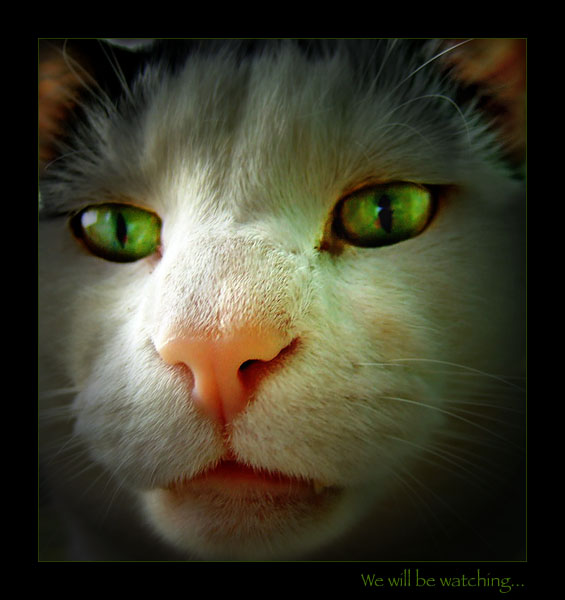 Simba3.jpg