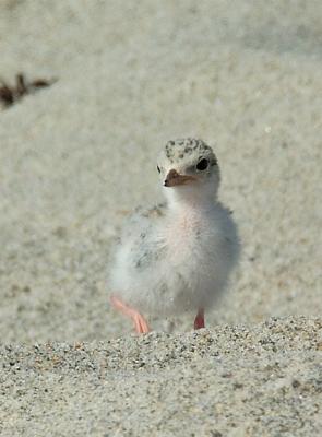 Least Tern chick, 1st week,