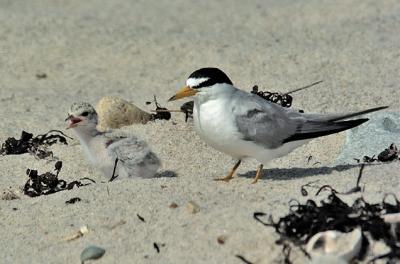 jpg1st week Least Tern chick with parent