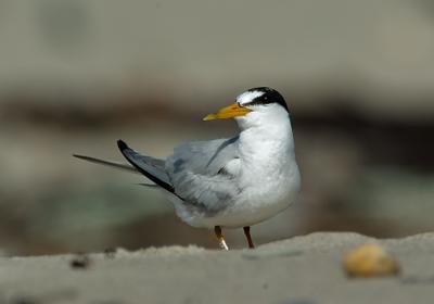 Least Tern, adult breeding