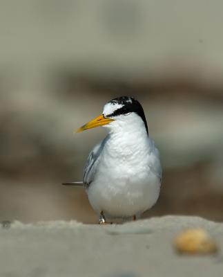 Least Tern, adult breeding