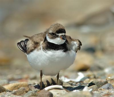 Ringed Plover