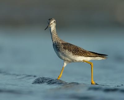 Greater Yellow Legs