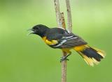 Baltimore Oriole (Icterus galbula)