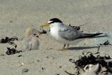 Least Tern chick with parent