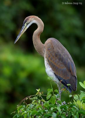 Purple-Heron-[juv].jpg