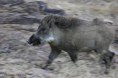 Wild boar on the run.jpg