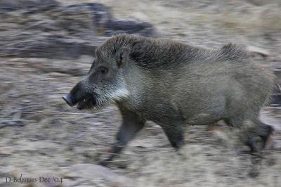 v3/63/12963/3/38929152.EveningWildBoar_640.jpg