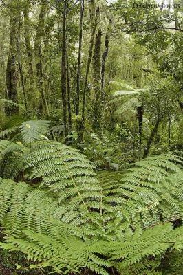 Ferns near the Chasm.jpg