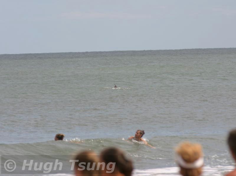 Shark?