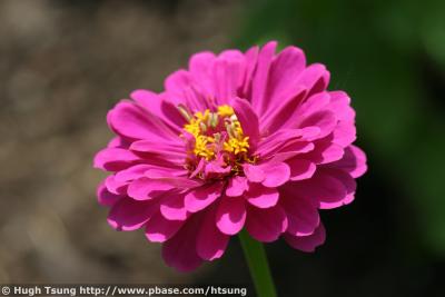 IMG_9518a.jpg