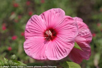 IMG_9519a.jpg