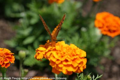 IMG_9533a.jpg