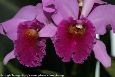 IMG_9581a.jpg