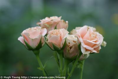 IMG_9604a.jpg