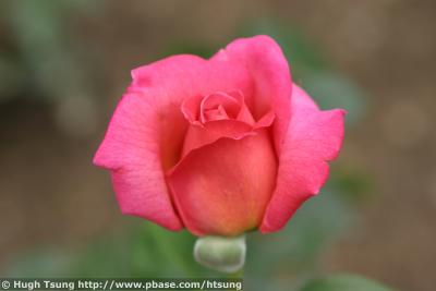 IMG_9608a.jpg