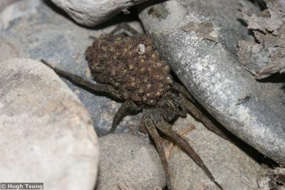 Mother Wolf Spider (large images)