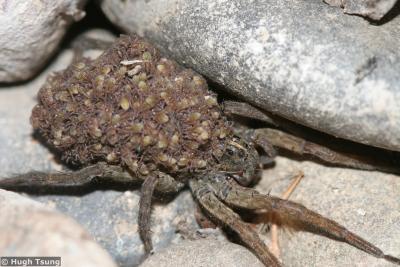 Mother Wolf Spider (large images)
