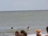 Shark?