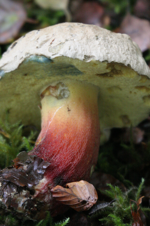 Boletus calopus 2