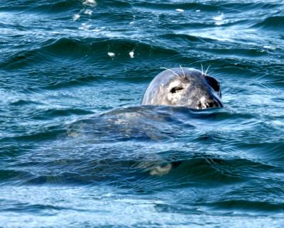 Grey Seal at the Monach Isles