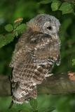 Coy Owl