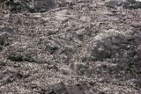 Nesting Gannets on Stac an Armin