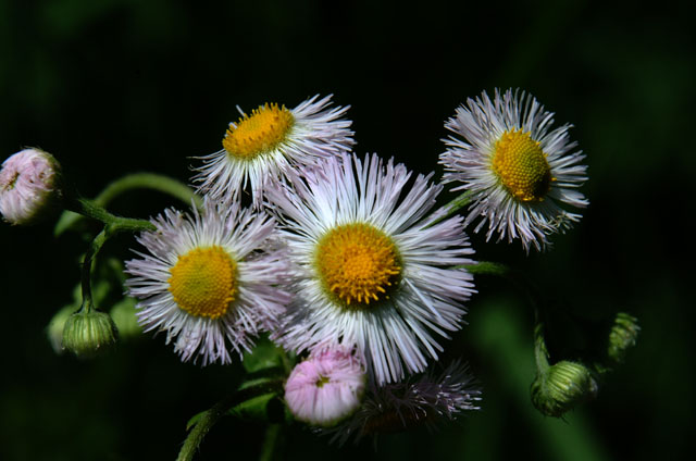 DSCF2035.jpg