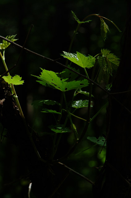 DSCF2056.jpg