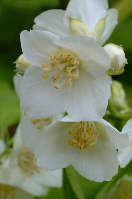 DSCF2089.jpg