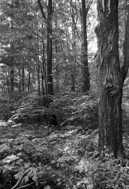 forest2