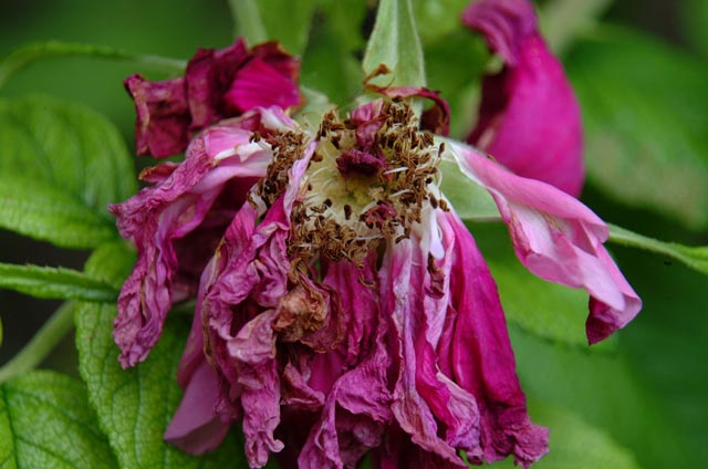 DSCF2092.jpg