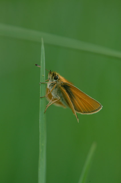 DSCF2150.jpg